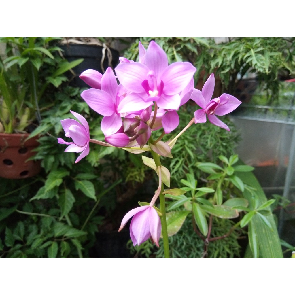 Hoa Địa Lan Chu Đình (Hoa màu tím cao từ 15cm-35cm)