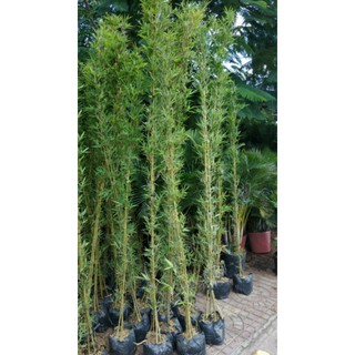 Cây 🌲 Trúc Quân Tử ( 1 chậu 3 cây  cao 1m6)
