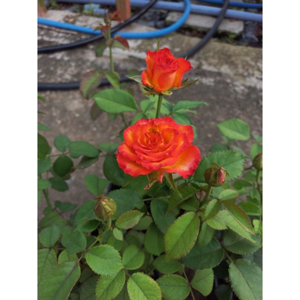 slide