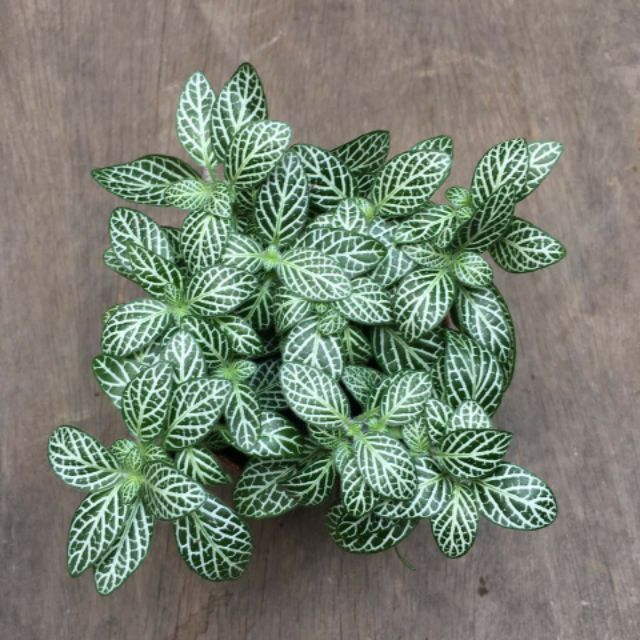 Cây để bàn_ Cẩm Nhung  ( Fittonia)