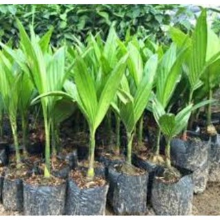 COMBO 3 CÂY CAU LÙN TỨ QUÝ