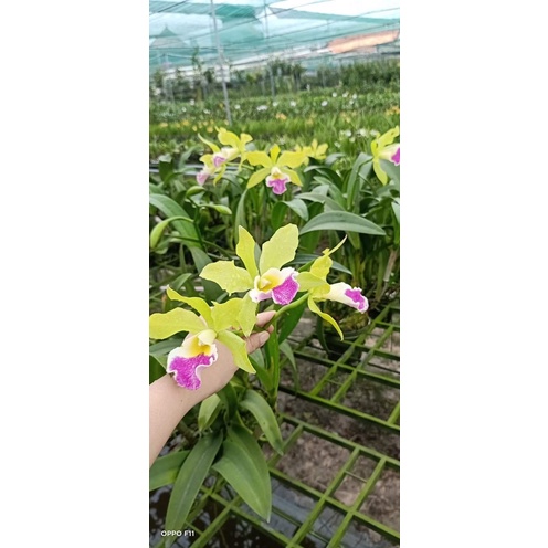 Hoa Lan Cattleya chọn màu hàng thuần đẹp