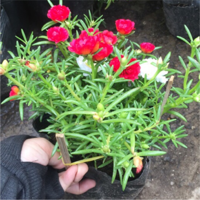 Gói Hạt Giống Hoa Mười giờ Mỹ - Bông Lớn Nhiều Màu, Portulaca mix (gói 1gr)