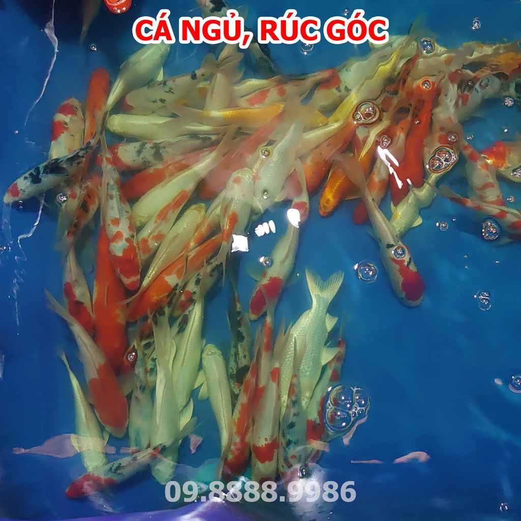 Thuốc đặc trị cá Koi ngủ - rúc góc - KOI FISH 06
