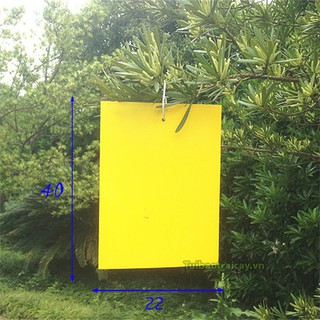 Miếng dán ruồi vàng 10 miếng kích thước 22x40cm - T34