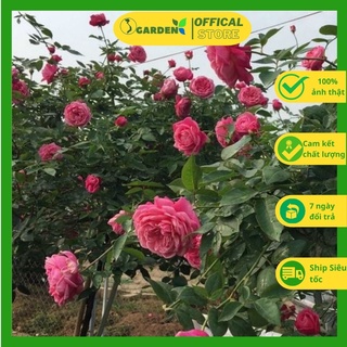 Hoa hồng cổ, hoa hồng leo, hồng thân gỗ các loại cây nguyên bản như hình