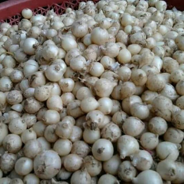 1 kg hành tăm