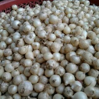 1 kg hành tăm