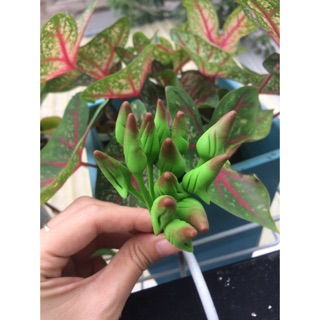 Nụ lan đất sét[ ảnh thật ] bó 15 nụ