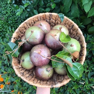 CÂY VÚ SỮA MICA (THƠM NGON, VỎ MỎNG)