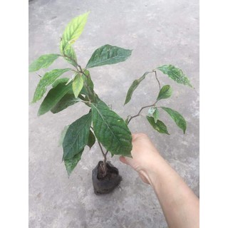 Combo 3 cây nhót ngọt