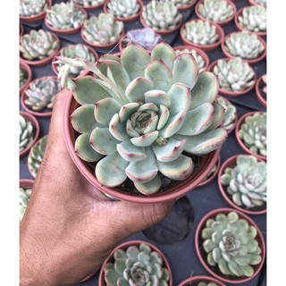 Sen đá viền Hồng Size trung