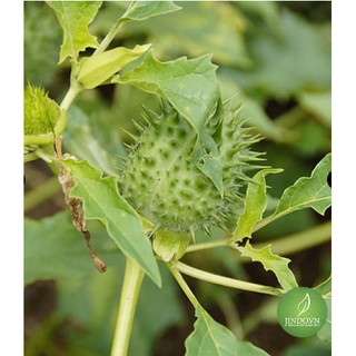 Cà độc dược (gói 1kg khô) - OLF281