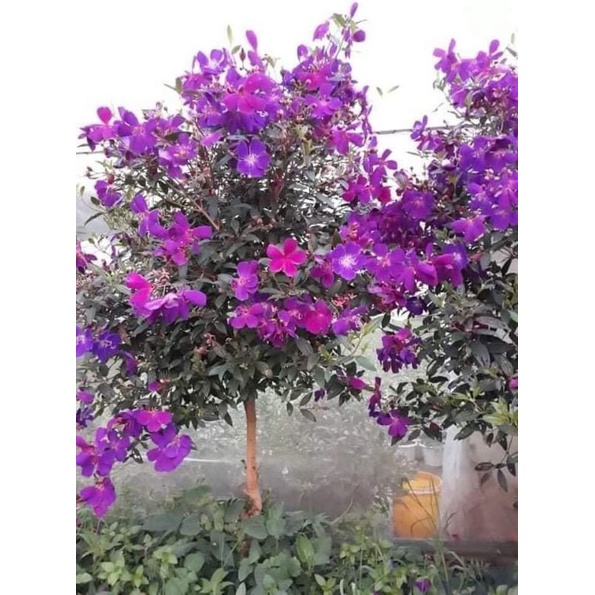 Cây giống sim thái ,mua thái hoa quanh năm