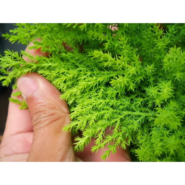 Caykiengsadec - Cây tùng thơm cao 40-50cm trang trí noel - Cây cảnh để bàn