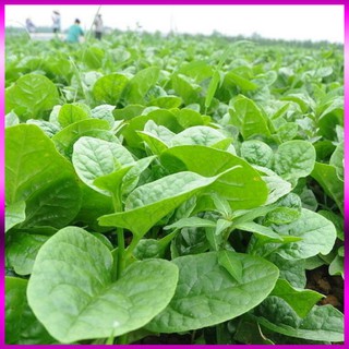 Hạt giống mồng tơi cao sản