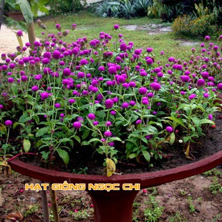 Hạt Giống Hoa Cúc Bách Nhật - 100 Hạt