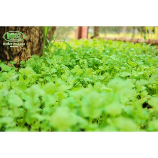 Điền Trang Meta 100g (Dừa)