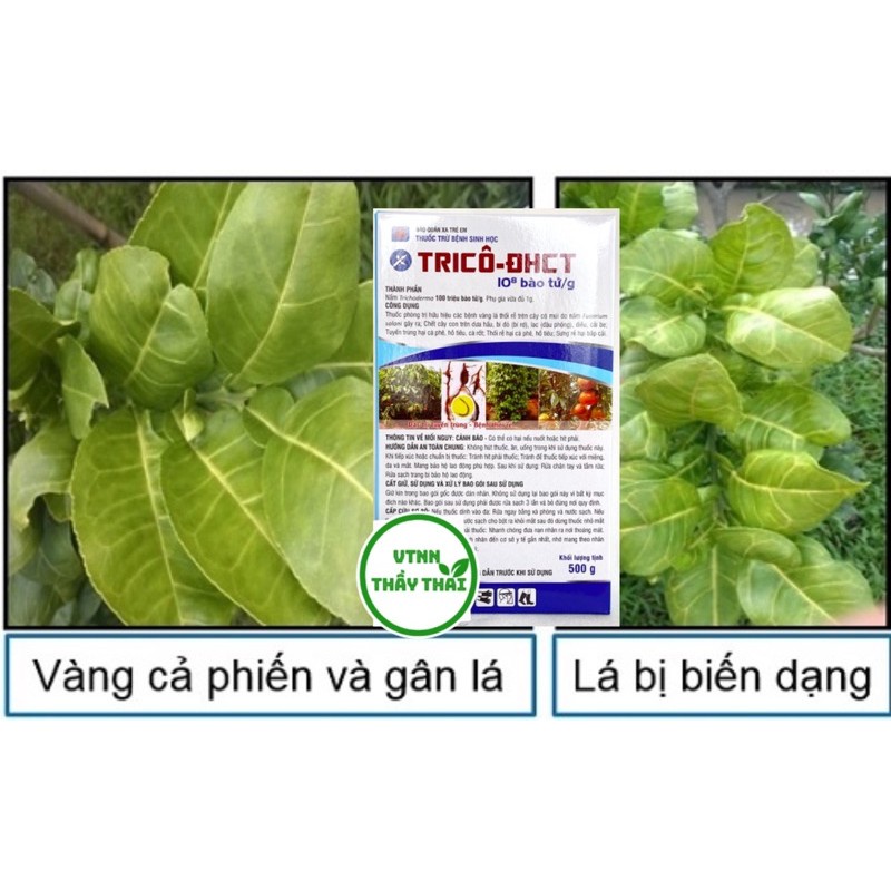 [Chính hãng] TRICÔ ĐHCT (hộp 500gr) - Lộc trơi  Chế phẩm trừ bệnh vi sinh Trichoderma ĐHCT-