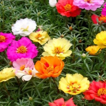 Hạt giống hoa mười giờ Mỹ F1 loại dễ trồng mix nhiều màu hoa [gói 100gram, 200gram, 500gram]