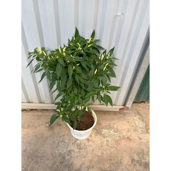 Chậu cây Ớt chỉ thiên loại lùn , loại cao siêu cay