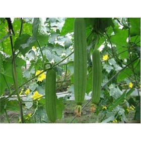 HẠt giống mướp hương