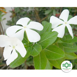 Cây dừa cạn khô 1KG - T196