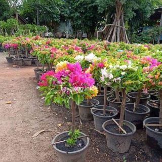 Hoa giấy Ngũ sắc