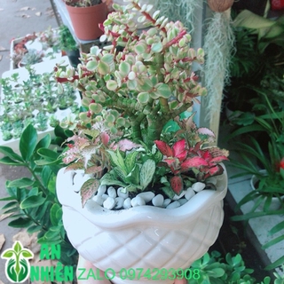 Chậu Cây Đô La Hồng +Cây Cẩm Nhung (cây lá may mắn)