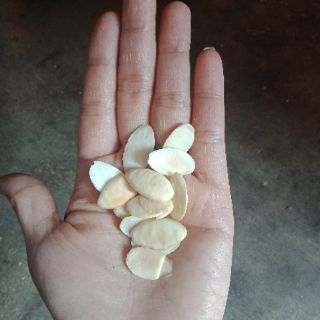 Combo 3 kí Hạt Kơ nia