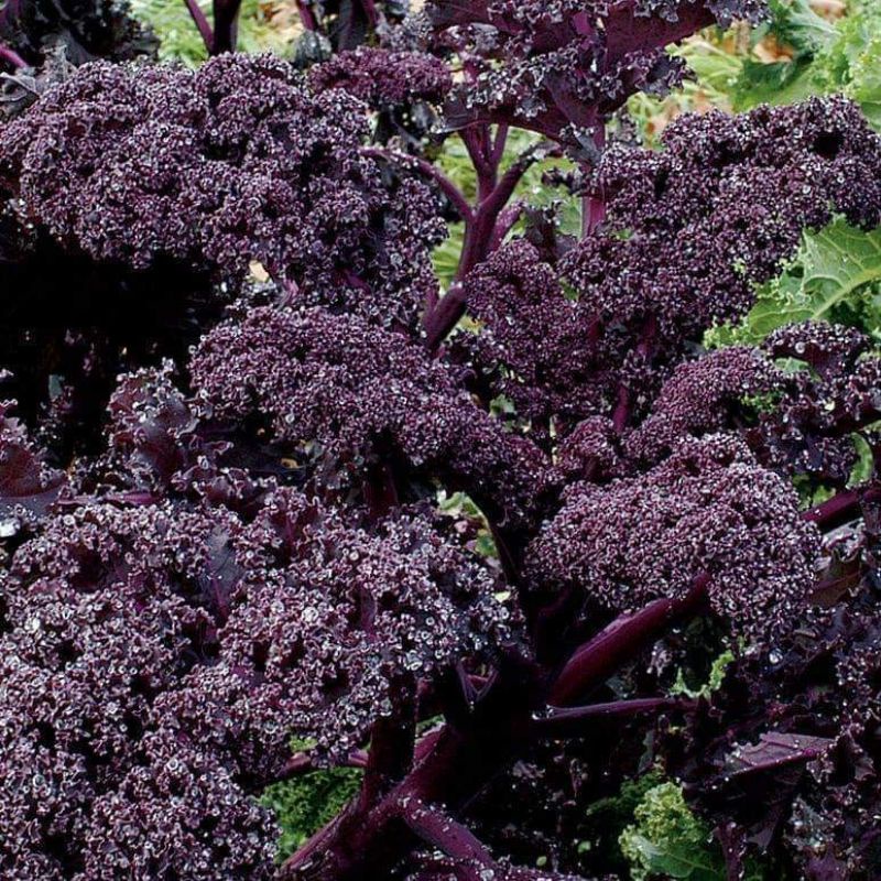 20 HẠT GIỐNG KALE XOĂN ĐỎ REDBOR