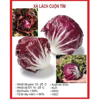 Hạt giống xà lách cuộn tím