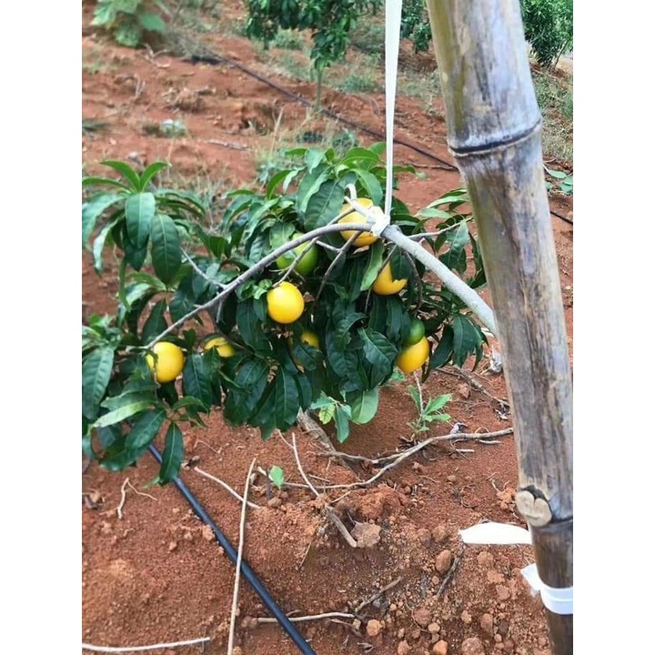 Cây Giống Vú Sữa Hoàng Kim