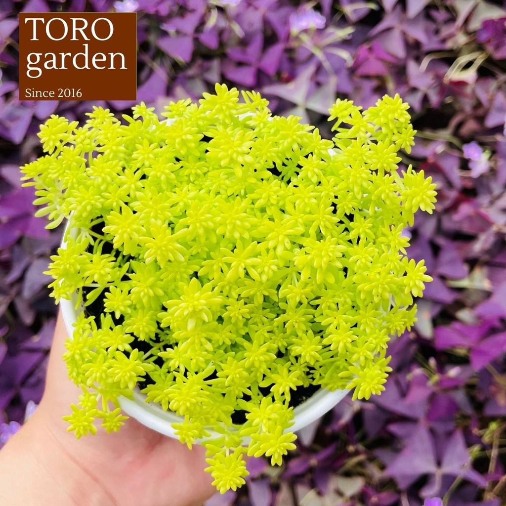 SEN ĐÁ SEDUM VÀNG ĐÀ LẠT SIZE TRUNG BÌNH, SIÊU KHOẺ ĐẸP, THUẦN MỌI KHÍ HẬU, HƯ 1 ĐỔI 1