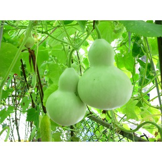 Hạt giống bầu hồ lô - tặng gói hạt giống ngẫu nhiên