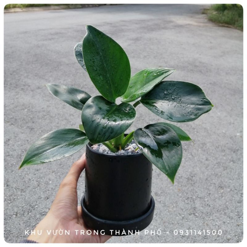 CHẬU CÂY ĐẾ VƯƠNG MINI