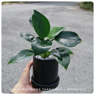 Chậu cây đế vương mini