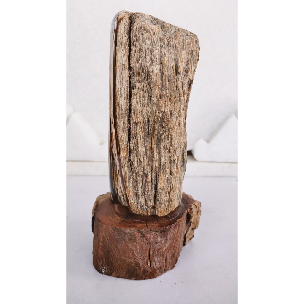 Gỗ Hóa Thạch 100% tự nhiên-Xuất Xứ Gia Lai Việt Nam-Giá gốc tại xưởng-Khối lượng: 1.1kg -Cao: 19cm -Rộng: 9cm