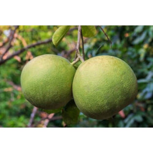 Bưởi Da Xanh Loại 1 - Trái 1 - 1,3kg - FoodMap Fruits [TẶNG GÓI MUỐI ỚT HANABERO 7Gr]