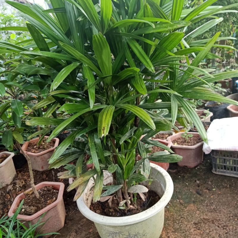 Trúc mây cây to đẹp