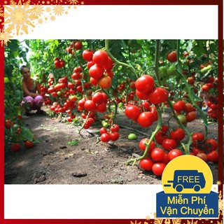 Hạt Giống Cà Chua Bi IDYII F1 ( Cà Chua Chuỗi Ngọc )