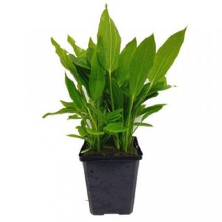 Tổng hợp 10 loại Cây thủy sinh dễ trồng - 10 loại cây thủy sinh cắt cắm