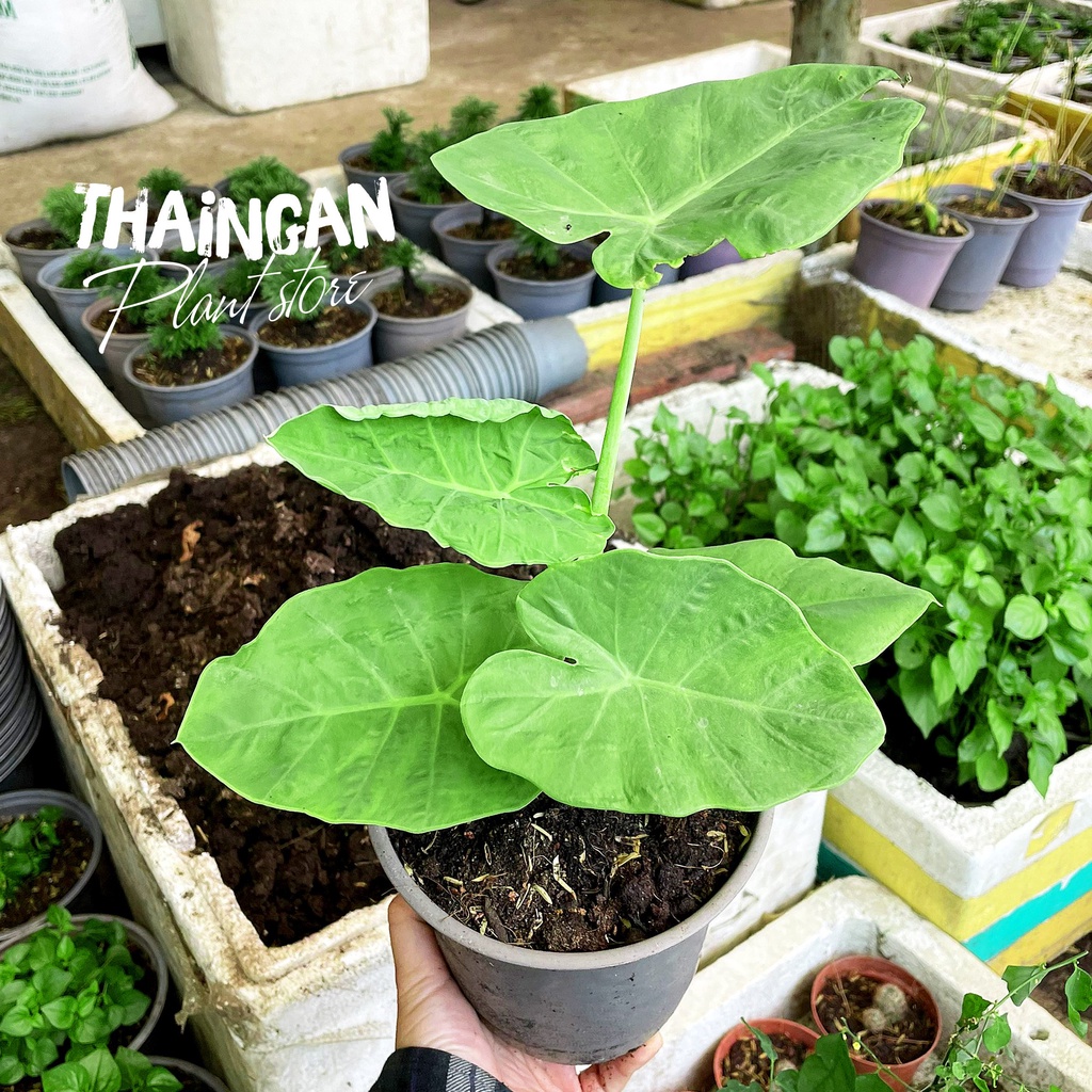 Cây Bạc Hà Dọc Mùng, Rau Sạch Vườn Trồng - Vườn Ươm Thái Ngân
