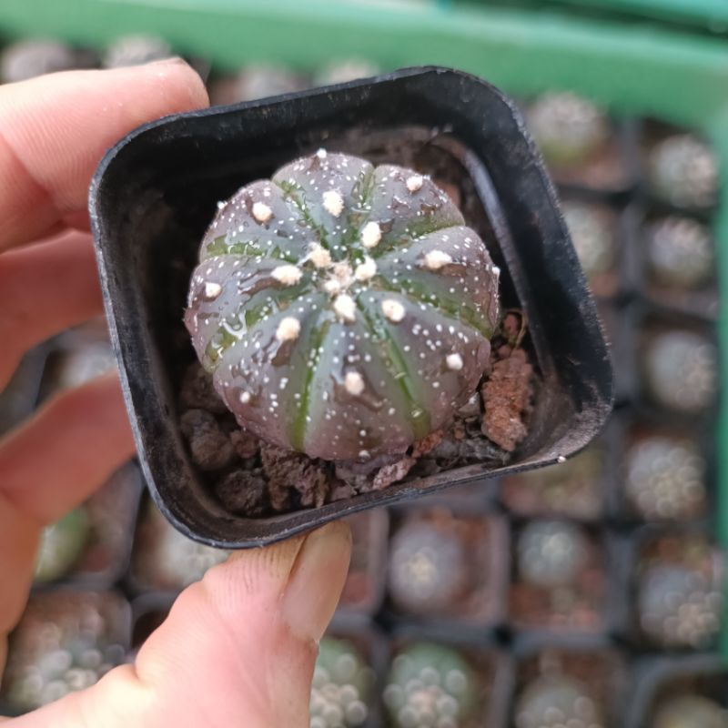 Xương rồng Aster tím rất hiếm. sale 50%
