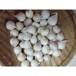 Tỏi cô đơn Ấn Độ 500g