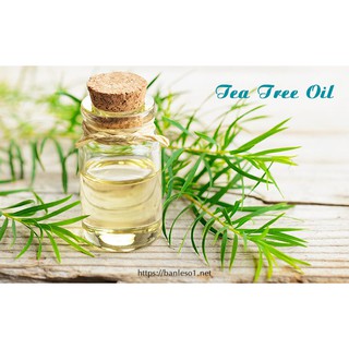 Tinh dầu tràm nguyên chất (100ml)