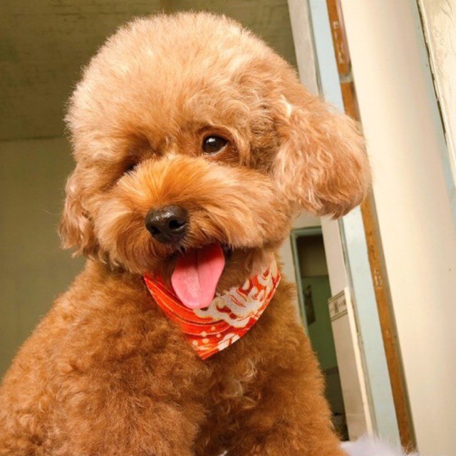 Yếm Tam Giác Cho Chó Mèo Thú Cưng