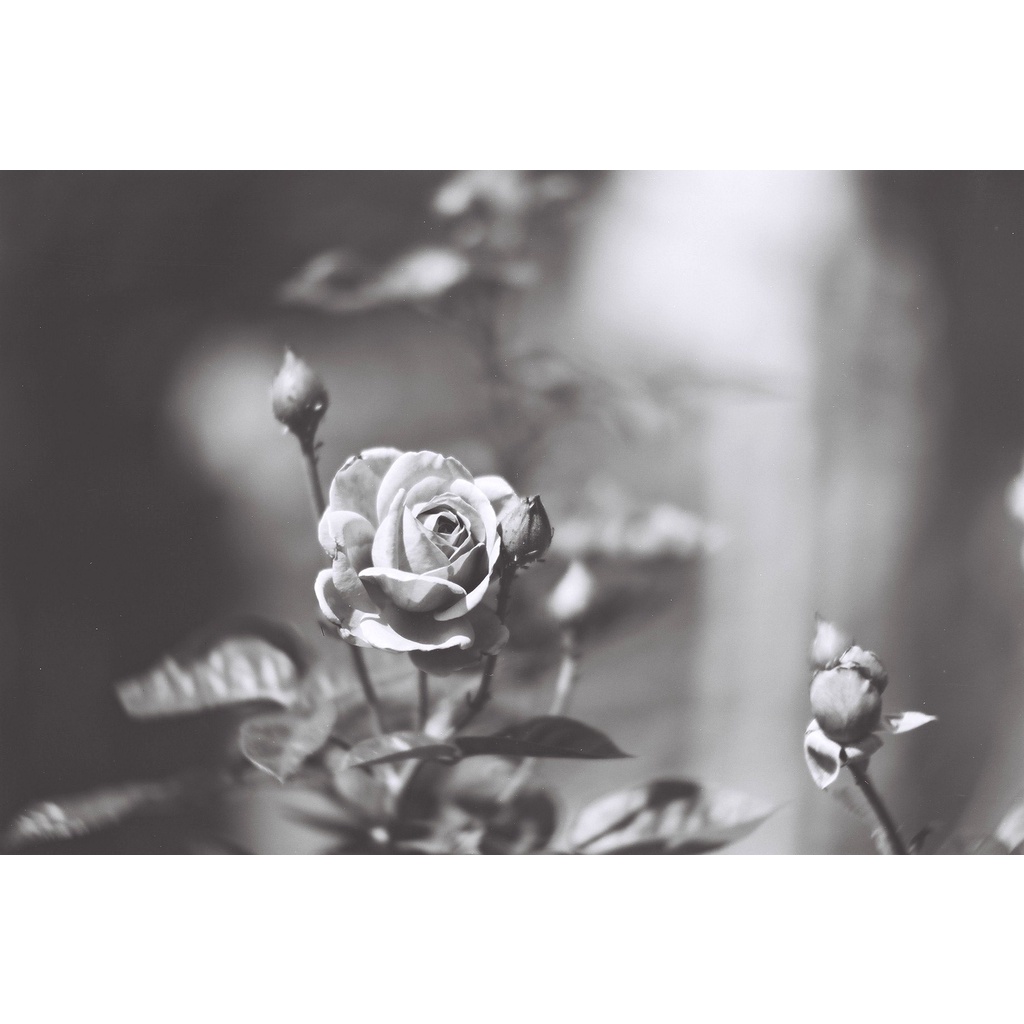 Phim Lomography Fantome Kino ISO 8, Đen Trắng B&W, 135/35mm x 36 Kiểu, Out Date Nhẹ Cho Máy Chụp Ảnh Film - LIIQ Flash