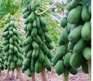 Hạt giống Đu đủ lùn ruột gấc