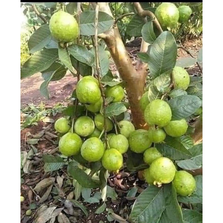 Cây Giống Ổi Nữ Hoàng_Ngon Giòn Ngọt Siêu Trái Trồng Chậu